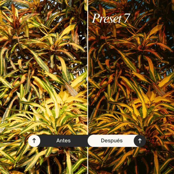Pack Nature - Lightroom Presets - Imagen 8